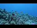 11HRS Stunning 4K Underwater footage + Music: RAINBOW REEF 2 - Rare & Colorful Sea Life Ambient Film