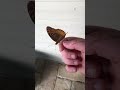 Why I love butterflies