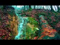 Echoes of Eden: Harmonic Forest Stream & Avian Anthem | Forest Stream & Birdsong Harmony