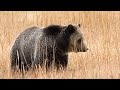 Yellowstone Grizzly Bear Video