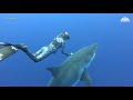 Ocean Ramsey Shares Exclusive Video Of Swimming With Massive Great White Shark | TODAY