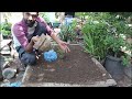 Grow coriander / dhania at home just in 8 days | ghar per dhania grow na hone ki 2 bari wajah