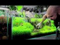 FASTEST Growing Aquarium Plant Takes Over