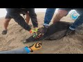 Seal Surprises Rescuers!!