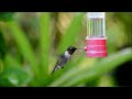 Ruby Throated Hummingbird 101412