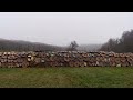 Viking Shield Wall