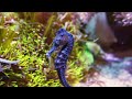 The Best 4K Aquarium 🐠 11 Hours of Beautiful Coral Reef Fish - Sleep Relax Meditation Music