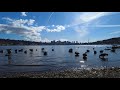 BIRD SOUNDS | ASMR | Seattle Relaxation | Ballet Dancing Birds 4K 🎧