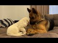 German Shepherd Meets Golden Retriever Puppy for the First Time