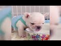 Best Funny Animals 2024 😍 Funniest Dogs and Cats 😻🐶 Part 7