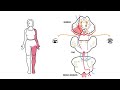 Midbrain Syndromes - Weber’s Syndrome, Benedikt’s Syndrome and Parinaud Syndrome.