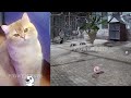 😘🐱 So Funny! Funniest Cats and Dogs 😹😸 Funny Animal Videos 2024 # 16