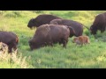 Buffalo Families Grazing in Grand Teton National Park (with an adorable nursing calf)