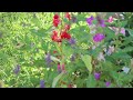 Impatiens balsamina | Garden Balsam, Rose Balsam, Touch-me-not, Spotted snapweed