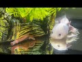 Axolotl Decimates Redworm