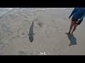 Little Talbot Island 5’ Blacktip Shark - 6/10/2023