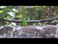 White-Cheeked Barbet and Golden Fronted Leafbird