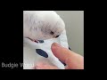BEST of FUNNY and CUTE Budgies parrot compilation