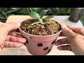 Just 1 Cup Makes All Rotten Orchids Instantly Revive In This Very Easy Way