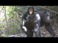 Cuddly Baby Chimpanzees - Cutest Compilation