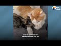 Protective Mama Cat Scared Of Humans Falls In Love With Her Foster Mom's Cat | The Dodo Cat Crazy