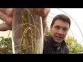 WATER vs. SOIL Plant Propagation | How to Grow a Weeping Willow Tree From Stem Cuttings