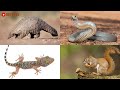 BELAJAR TEBAK NAMA BINATANG HEWAN S-Z BAHASA INDONESIA BAHASA INGGRIS LEARNING ANIMAL NAMES & SOUNDS