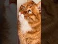 Just Orange Cat Behavior 🐈 #cat #shorts #funnycat