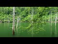 4K【自然環境音】森の中で聴こえてくる音  /  鳥たちのさえずり、雨の音、流れる水の音