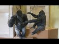 Gorillas Cold and Shivering | The Shabani Group
