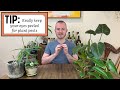 Care Tips For Philodendrons | Houseplant Tips & Tricks Ep. 23