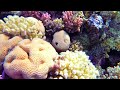 Aquarium 4k VIDEO (ULTRA HD) - Captivating Moments with Beautiful Coral Reef Fish - Relaxing Music