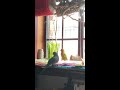 Love bird feeding monk parakeets