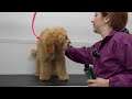 The Reality Of Working With Puppies 😅 | Cocker Spaniel/Poodle