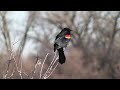 Red-Winged Blackbird song