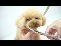[Collaboration] After trimming that famous toy poodle. . . [Teddy bear dog Moko]
