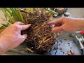 Cymbidium rescue & re-pot! Dividing and re-potting a massive old Cymbidium plant from an old garden!