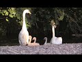 Mute swan , Cygnus olor ,  with cygnets