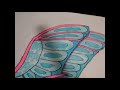 Wings of Fire SilkWing drawing PART 2