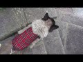 Walking my Ragdoll cat part 2 - Harness training #catlover #catwalk #harness