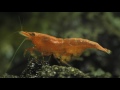 Cherry Shrimp - How To Breed, What To Feed, And Everything You Need.