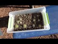 Six years of growing Saguaro cacti from seeds; Sonoran Desert