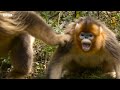 The Spectacular Wildlife of China | 4KUHD | BBC Earth