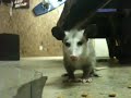 Hungry possum