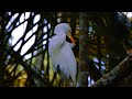 Wild Watch Birdwatching Adventure / Cattle egret (Bubulcus) resting / मवेशी बगुला