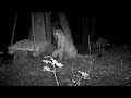 This mountain lion plays just like a kitty cat when she discovers a swing.