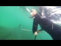 Justin Spear fishing highlights