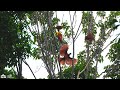 Red Bird of Paradise Dancing and Mating - Cendrawasih Merah | Raja Ampat | Indonesia | Sony A1 4K
