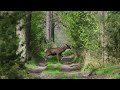 Daniele, jelenie i sarna - krótkie spotkania w lesie / Fallow deer, red deer and roe deer