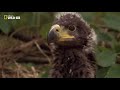Eagle Documentary National Geographic Full QUEEN OF THE SKIES